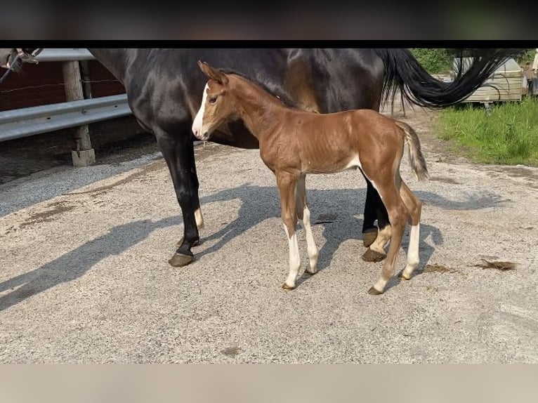 Hanoverian Mare  Brown in Otterndorf