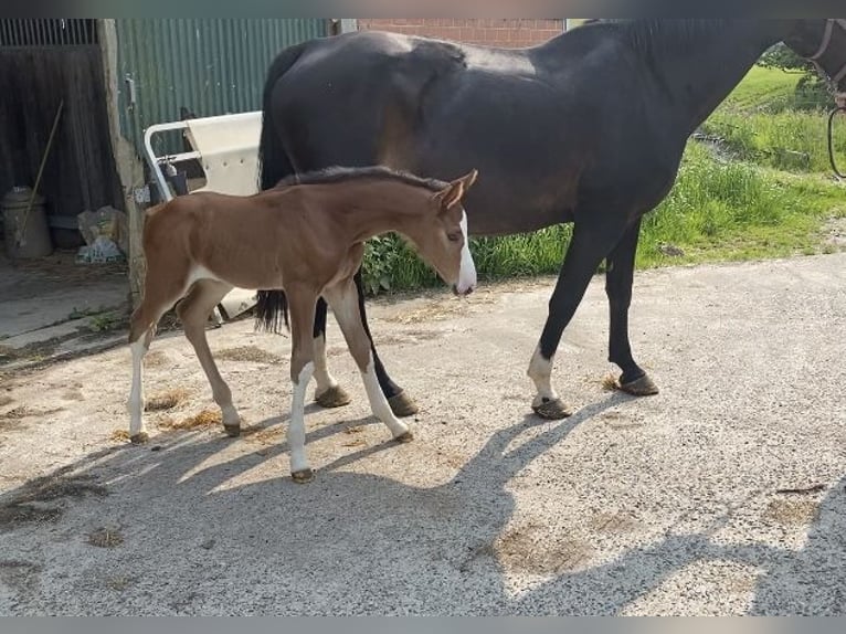 Hanoverian Mare  Brown in Otterndorf