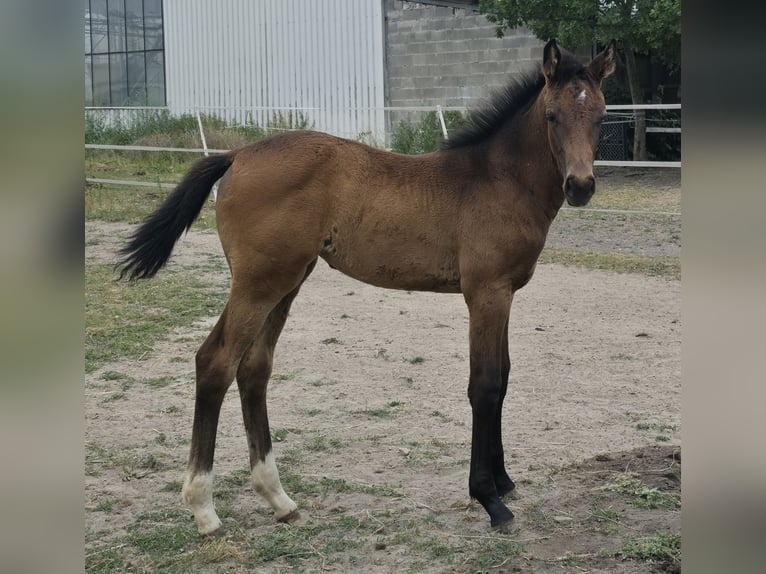 Hanoverian Mare Foal (05/2026) Brown in Straelen