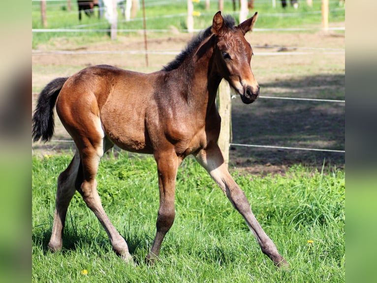 Hanoverian Mare  Brown in Bleckede