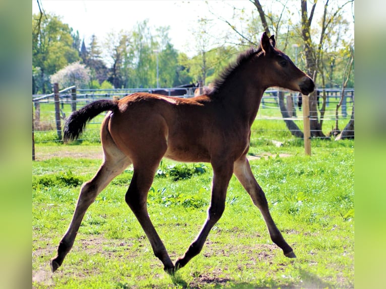 Hanoverian Mare  Brown in Bleckede