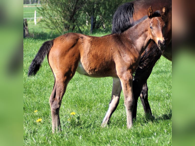 Hanoverian Mare  Brown in Bleckede