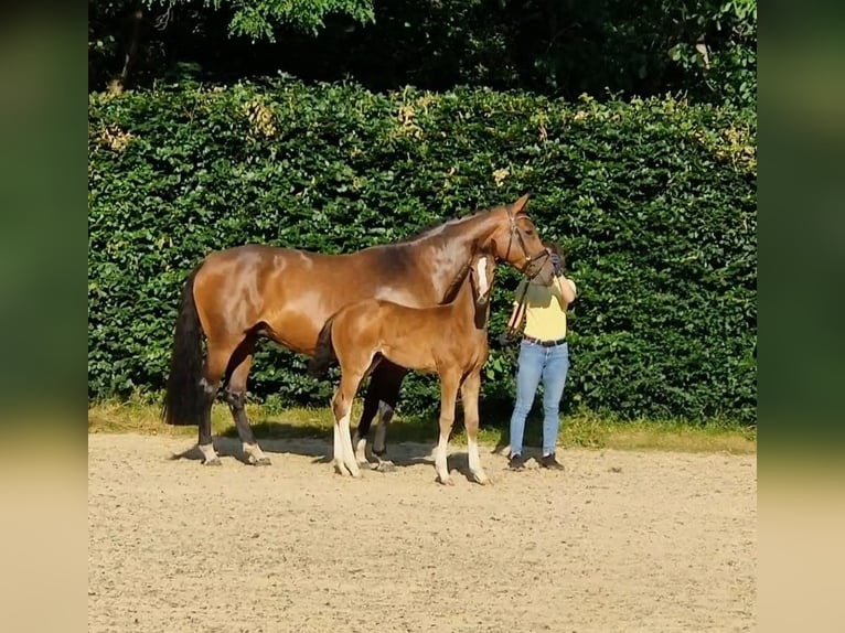 Hanoverian Mare Foal (04/2025) Brown in Kirchlinteln