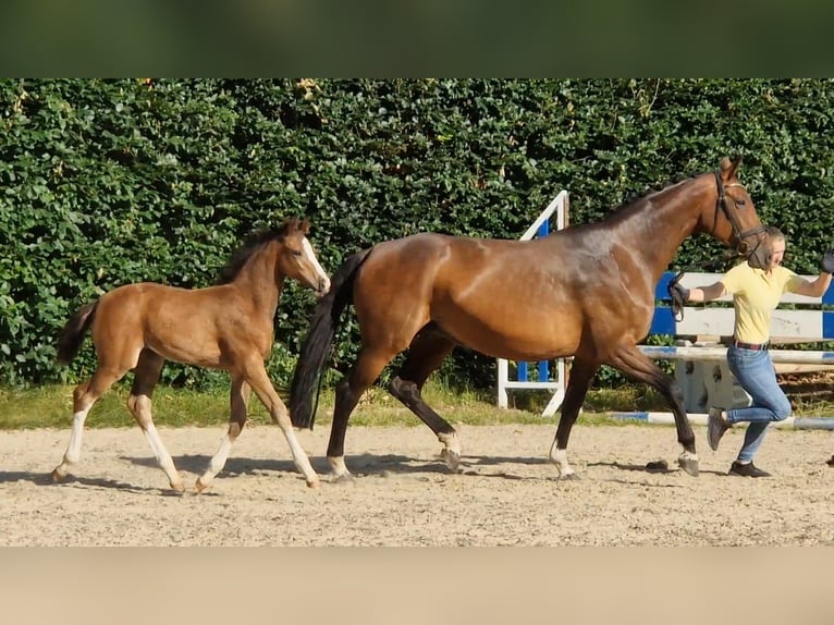 Hanoverian Mare Foal (04/2025) Brown in Kirchlinteln