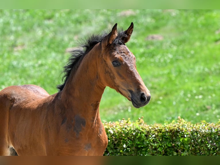 Hanoverian Mare Brown in Celle Hanoverian Mare Brown in Celle