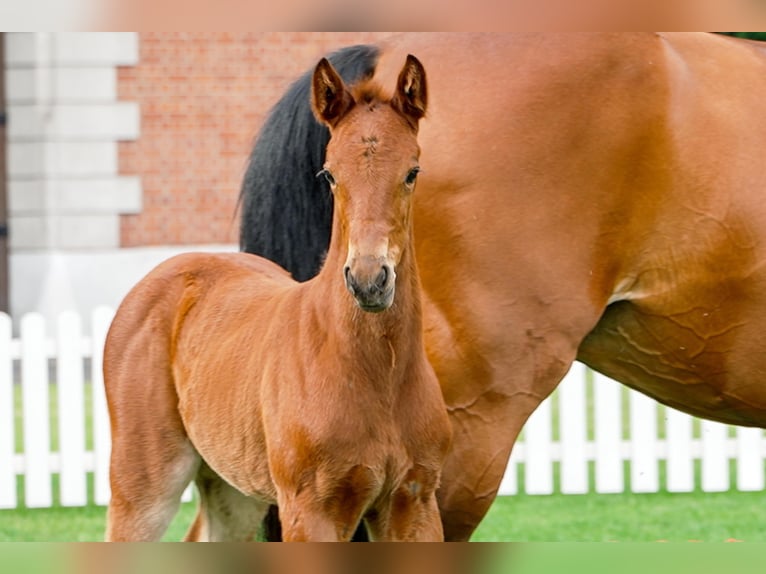Hanoverian Mare  Brown in Celle