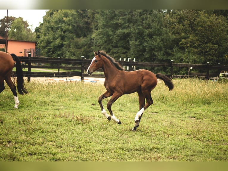 Hanoverian Mare Foal (06/2026) Brown in Edemissen