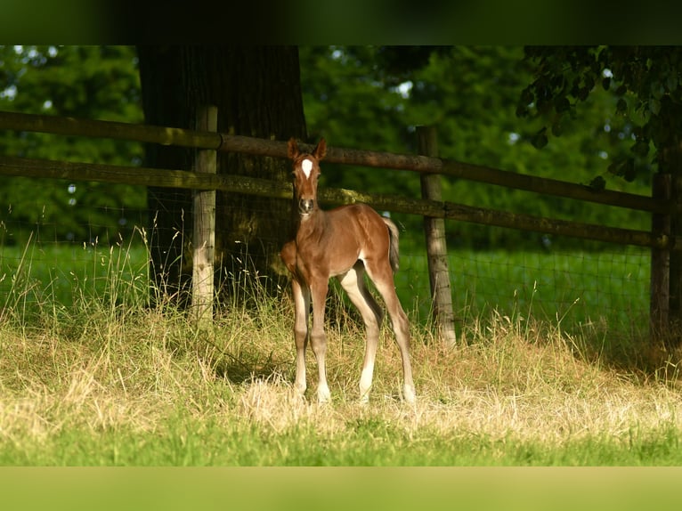 Hanoverian Mare Foal (06/2024) Brown in Düsseldorf