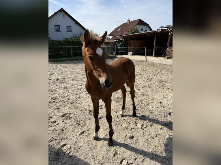 Hanoverian Mare Foal (06/2025) Brown in Gr&#xFC;nberg