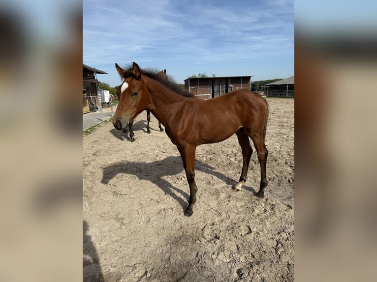 Hanoverian Mare Foal (06/2025) Brown in Gr&#xFC;nberg