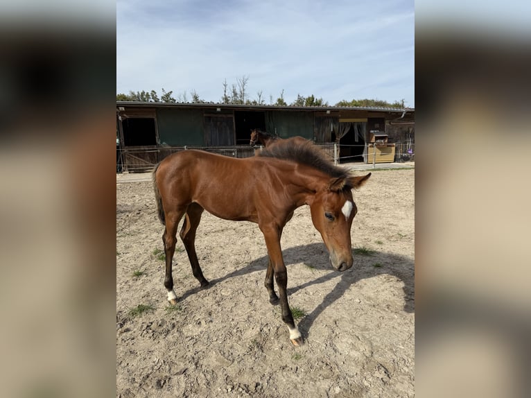 Hanoverian Mare Foal (06/2025) Brown in Gr&#xFC;nberg