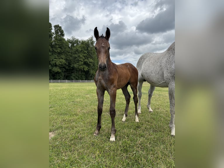Hanoverian Mare  Brown in Jameln Volkfien