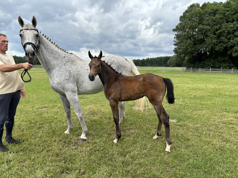 Hanoverian Mare  Brown in Jameln Volkfien