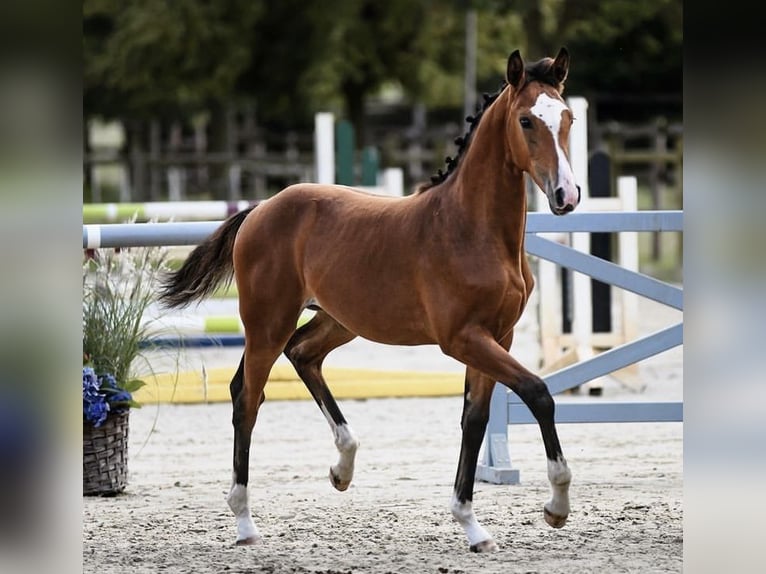 Hanoverian Mare Foal (05/2024) Brown in Brechen