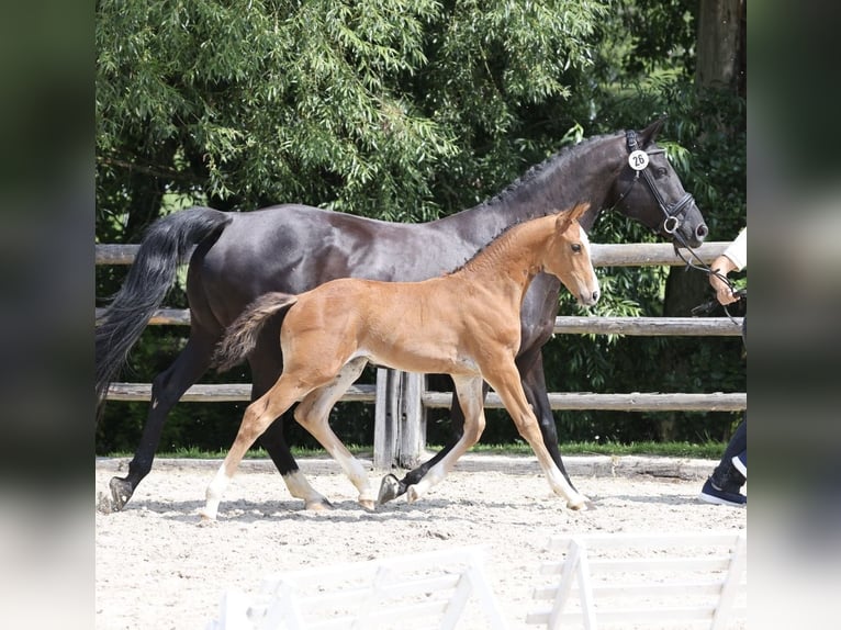 Hanoverian Mare Foal (05/2024) Brown in Brechen