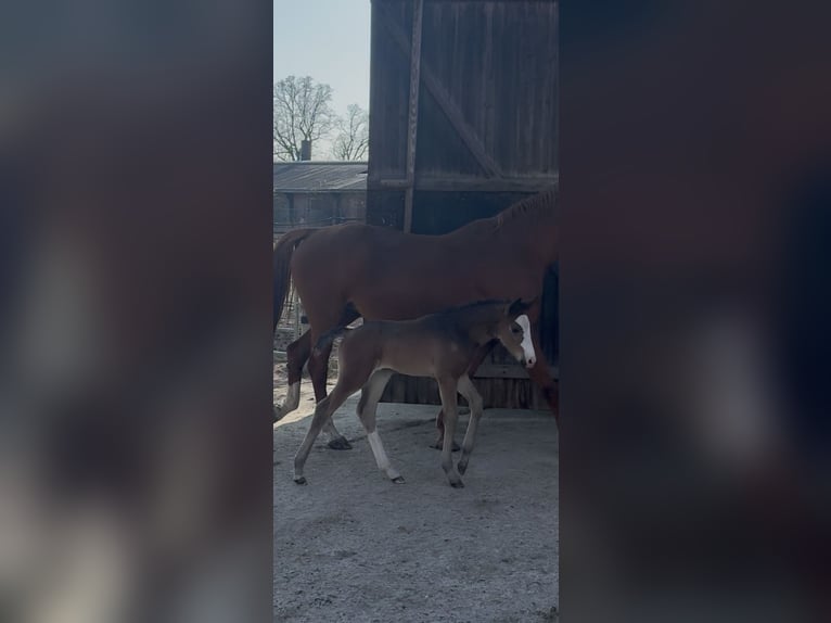 Hanoverian Mare Foal (03/2026) Brown in Lippstadt