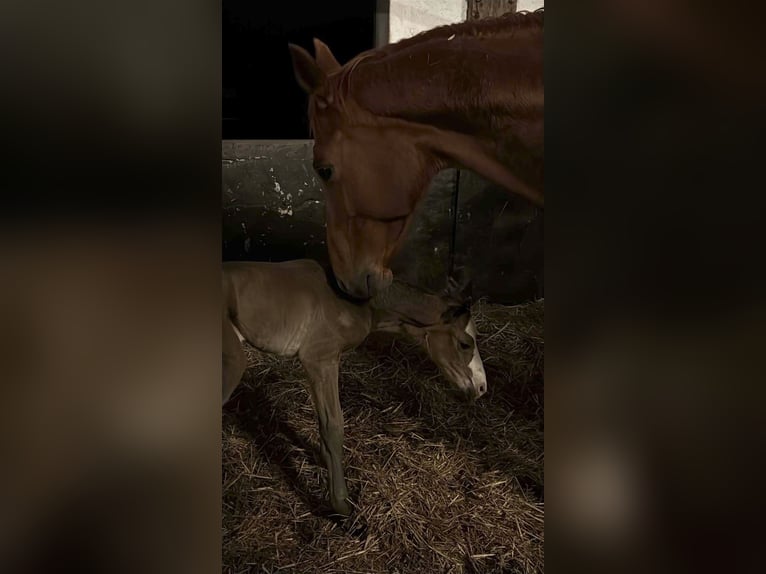 Hanoverian Mare Foal (03/2026) Brown in Lippstadt