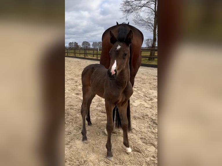 Hanoverian Mare  Brown in Oyten