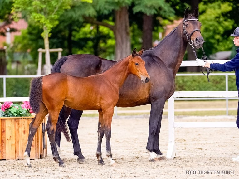 Hanoverian Mare Foal (06/2026) Brown in Verden