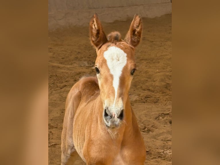 Hanoverian Mare Foal (04/2026) Brown in Wehretal