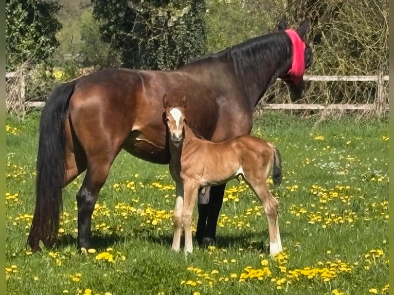Hanoverian Mare Foal (04/2026) Brown in Wehretal