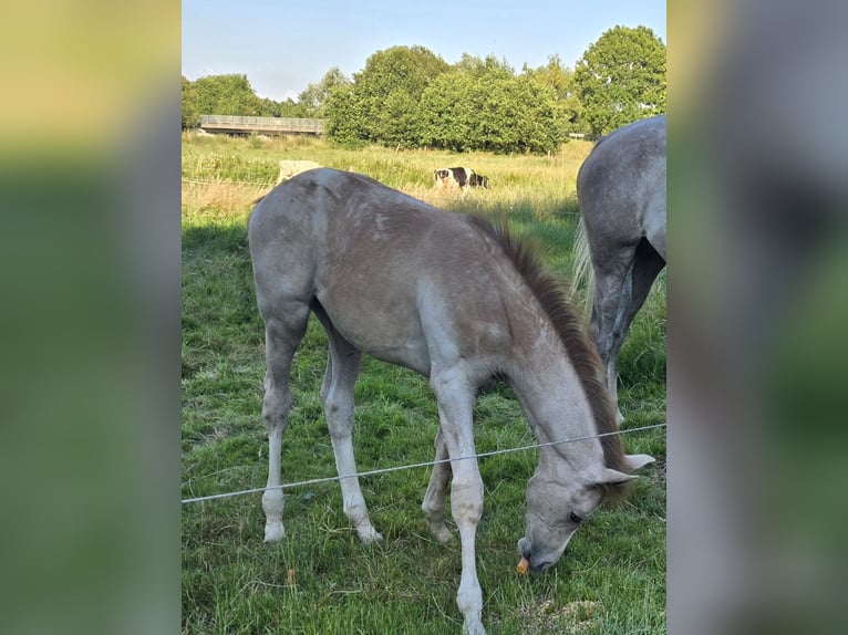 Hanoverian Mare Foal (03/2026) Can be white in Quendorf