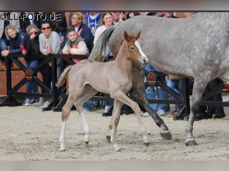 Hanoverian Mare Foal (03/2026) Can be white in Quendorf