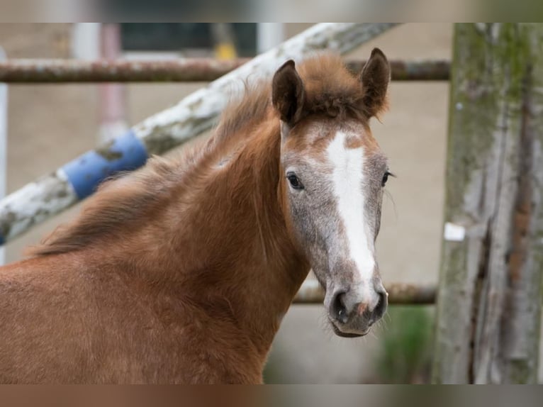 Hanoverian Mare Foal (02/2023) Can be white in Zobbenitz