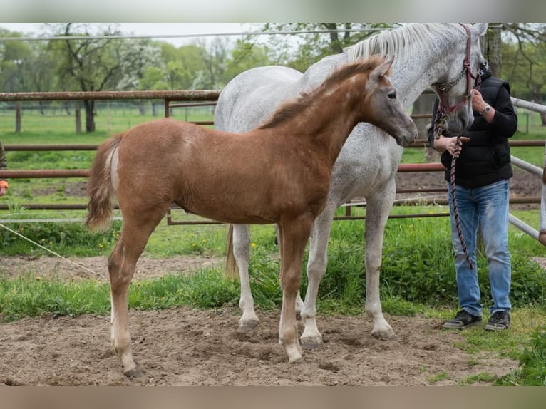 Hanoverian Mare Foal (02/2023) Can be white in Zobbenitz
