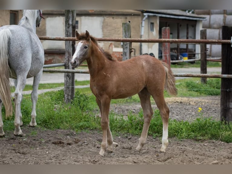 Hanoverian Mare Foal (02/2023) Can be white in Zobbenitz