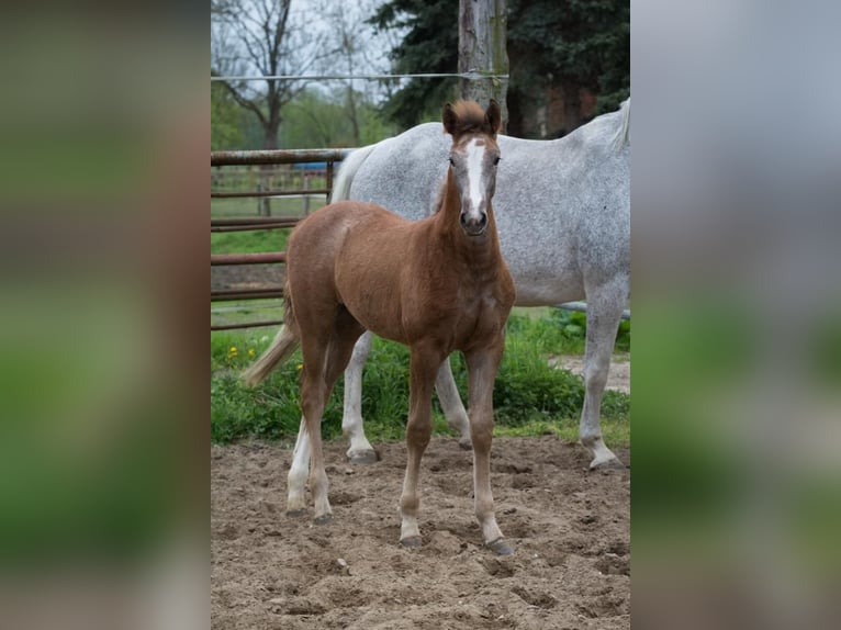 Hanoverian Mare Foal (02/2023) Can be white in Zobbenitz