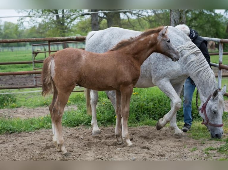 Hanoverian Mare Foal (02/2023) Can be white in Zobbenitz