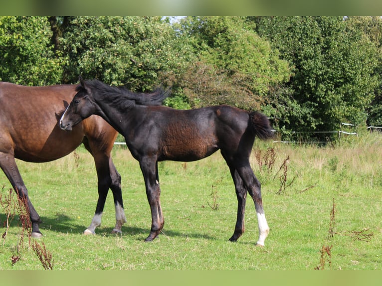 Hanoverian Mare Foal (04/2025) Can be white in Kierspe