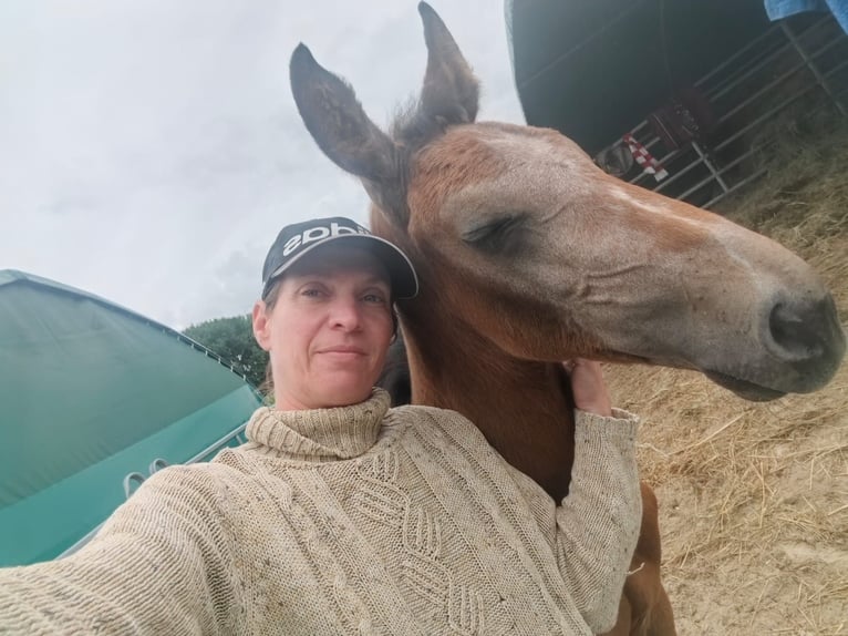 Hanoverian Mare Foal (04/2025) Can be white in Schiffdorf