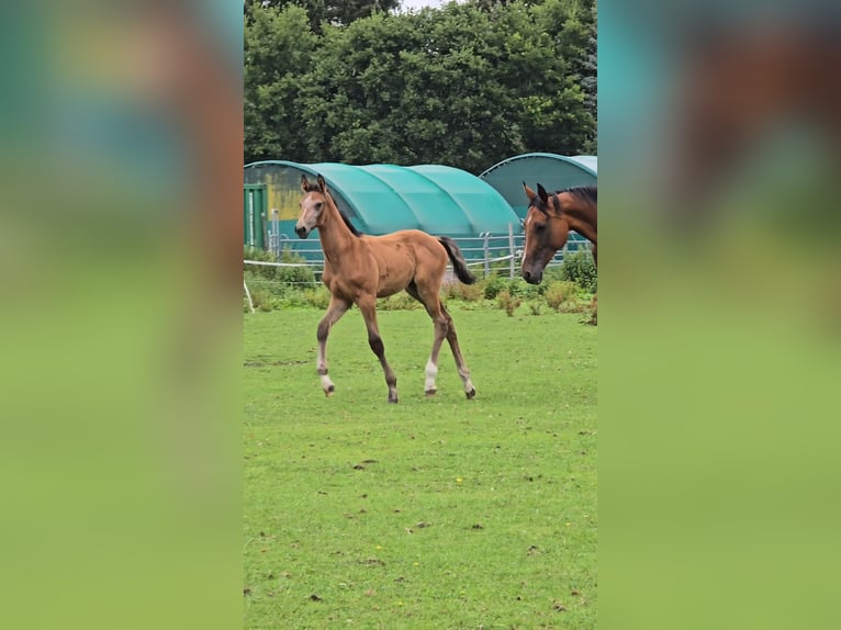 Hanoverian Mare Foal (04/2025) Can be white in Schiffdorf
