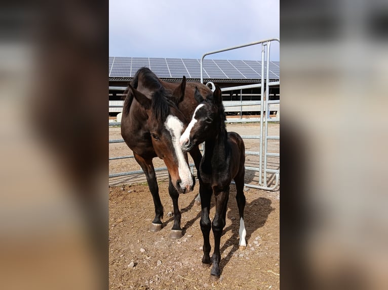 Hanoverian Mare  Can be white in Kierspe
