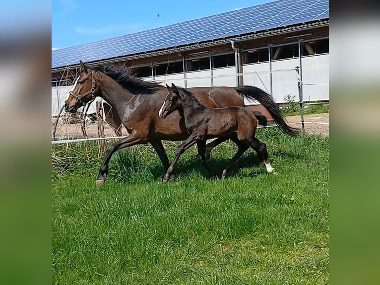 Hanoverian Mare  Can be white in Kierspe