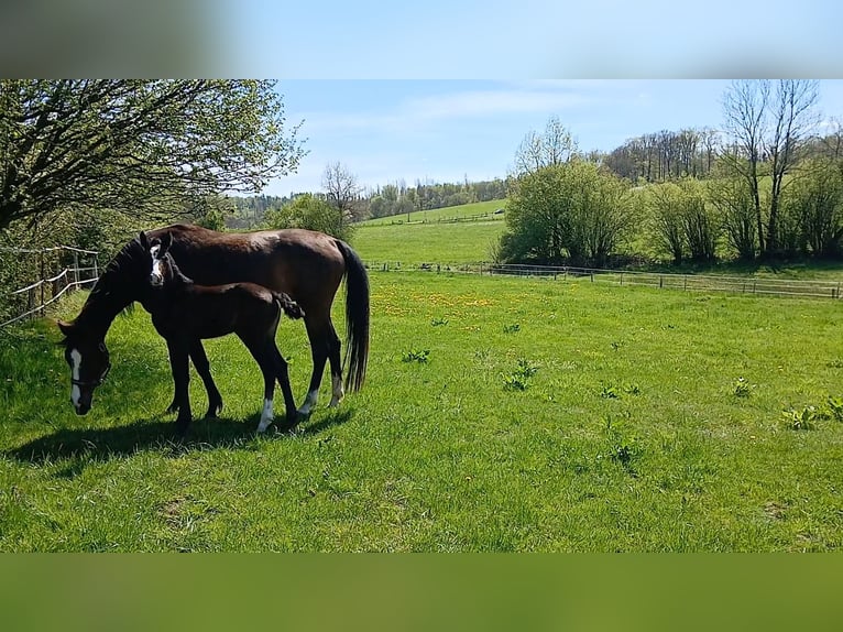 Hanoverian Mare  Can be white in Kierspe