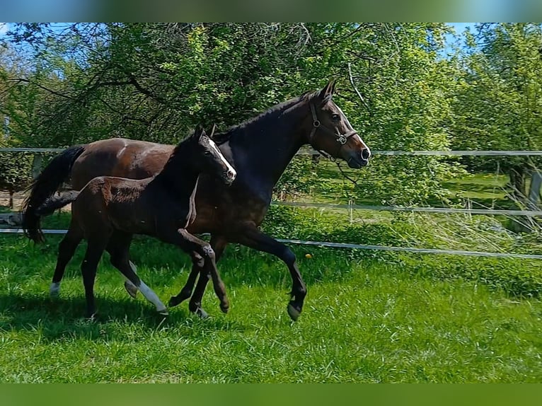 Hanoverian Mare  Can be white in Kierspe