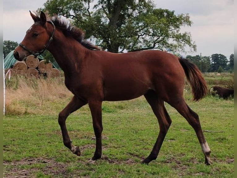 Hanoverian Mare Foal (04/2024) Can be white in Wingst