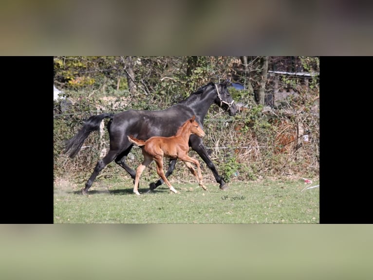 Hanoverian Mare Foal (03/2025) Chestnut in Agathenburg