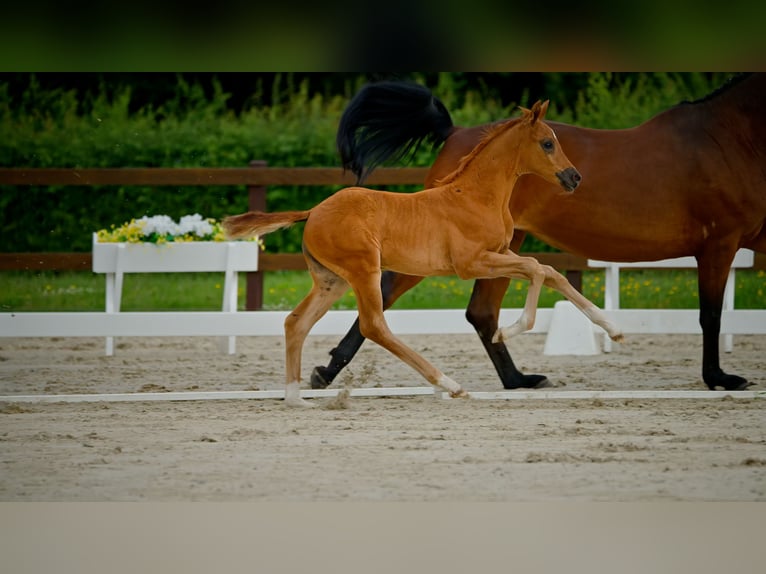 Hanoverian Mare  Chestnut in Garlstorf