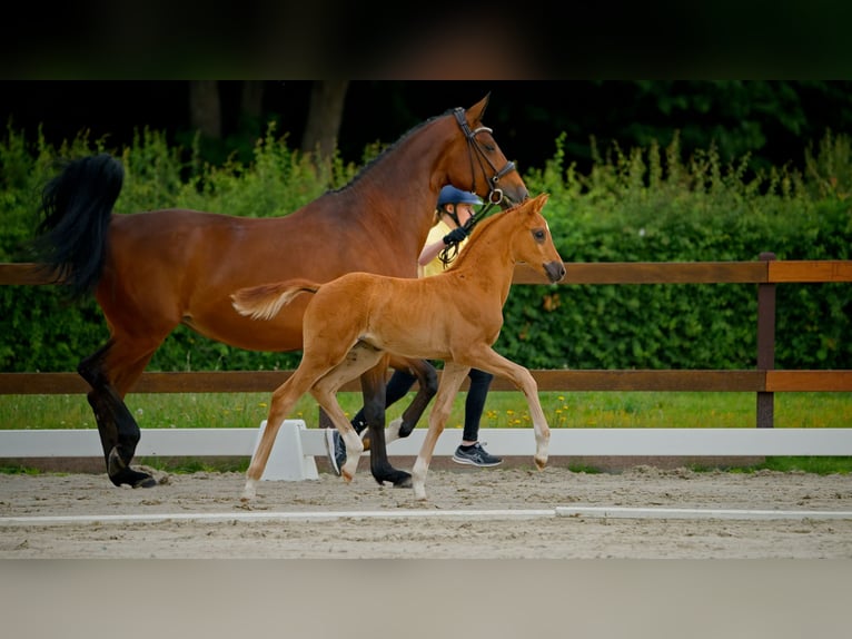 Hanoverian Mare  Chestnut in Garlstorf