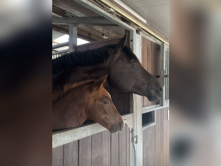 Hanoverian Mare Foal (06/2025) Chestnut in Herten