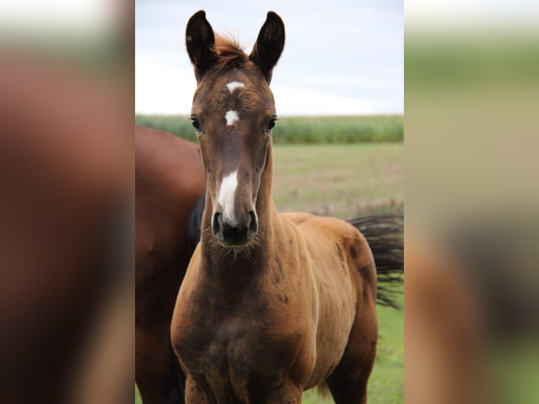 Hanoverian Mare Foal (06/2024) Chestnut in Vilsheim