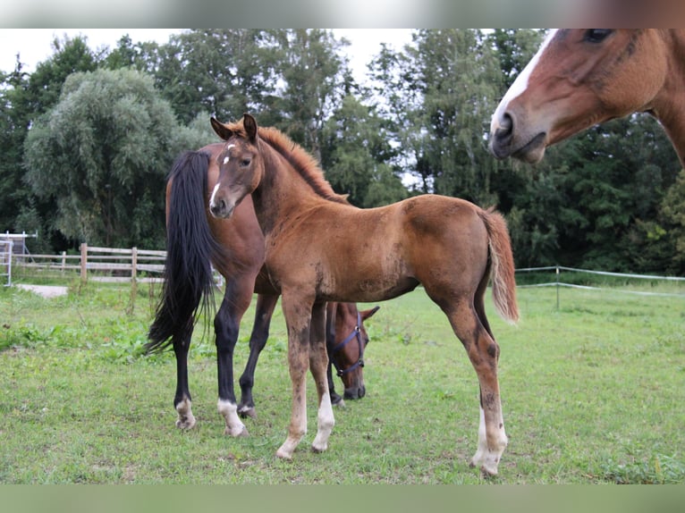 Hanoverian Mare Foal (06/2024) Chestnut in Vilsheim