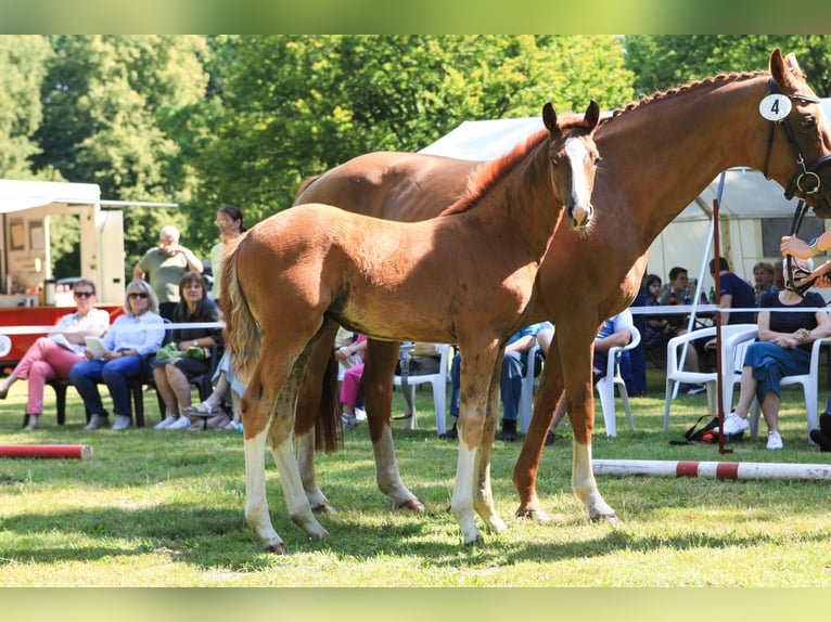 Hanoverian Mare Foal (04/2024) Chestnut in Dannenberg (Elbe)