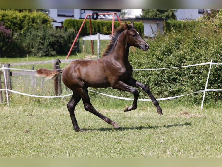 Hanoverian Mare Foal (03/2024) Chestnut in Vöhl