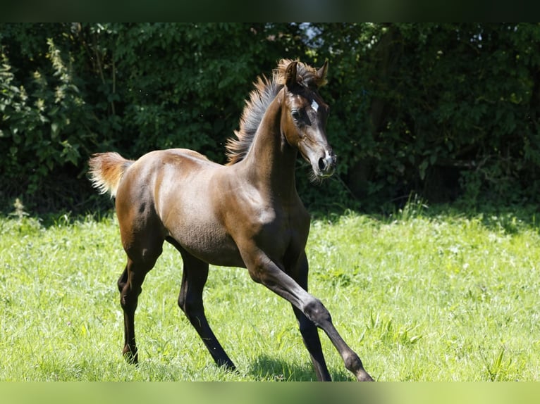 Hanoverian Mare Foal (03/2024) Chestnut in Vöhl