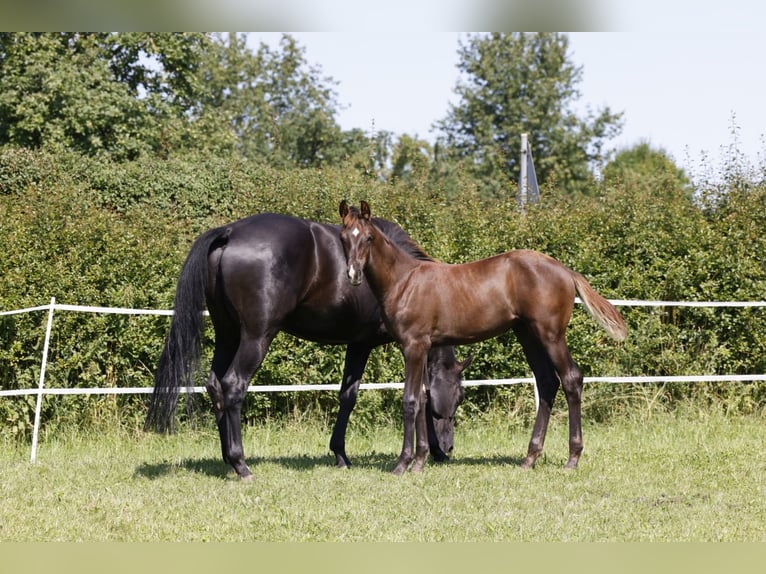 Hanoverian Mare Foal (03/2024) Chestnut in Vöhl